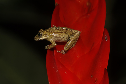 São Paulo: Forest Night Walk Tour with a Biologist