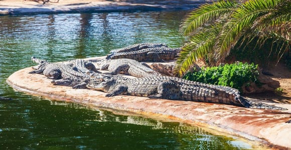 Djerba: Tour of the Park and Crocodile Farm with Pickup