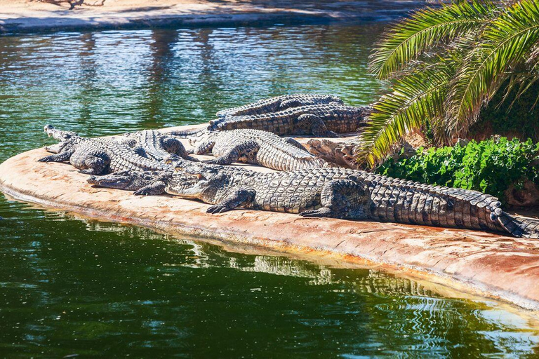 Djerba: Visit to the park and crocodile farm with transportation included