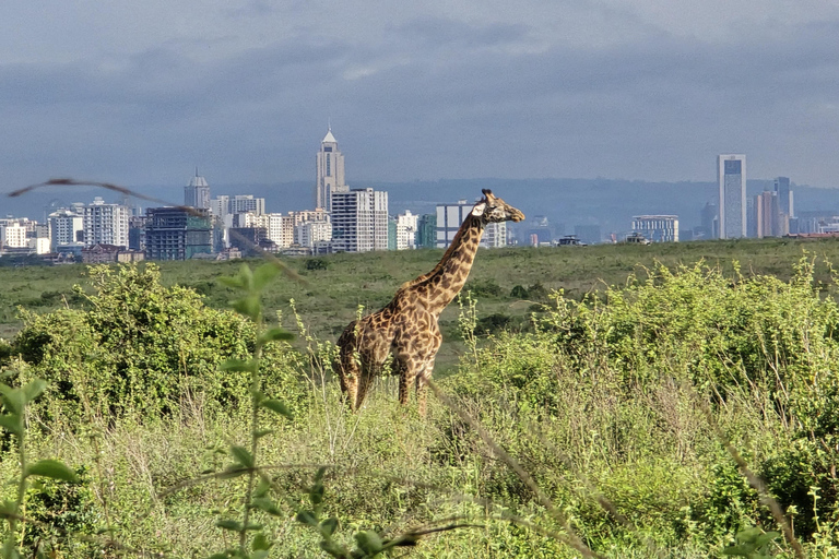 Nairobi: National Park Photography Expedition with Guide