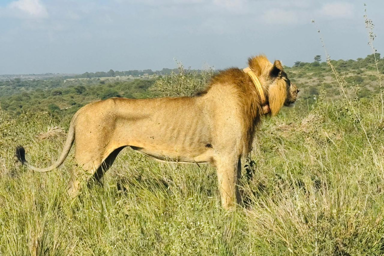Nairobi National Park&Elephant Orphanage&Giraffe Centre Tour