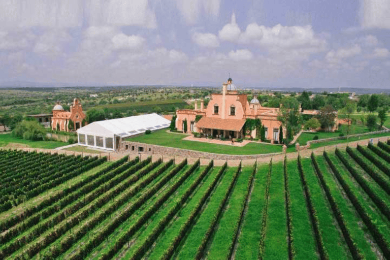 León: Wine Tasting & Vineyard Tour at Viñedo Jalpense