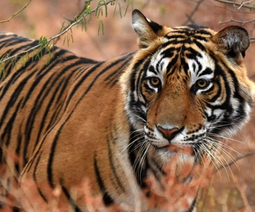 From Jaipur: One Day Trip to Ranthambore Tiger Safari