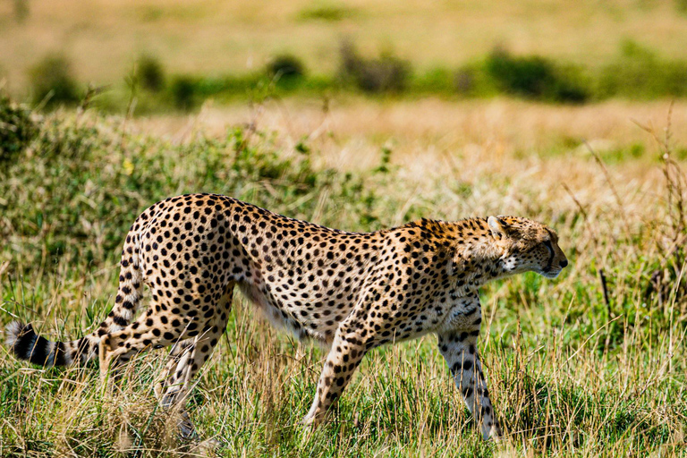 3 Tage Kleingruppen-Safari zum Serengeti NP und Ngorongoro