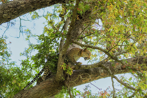 From Zanzibar: Best Day Safari Mikumi with flights and lunch