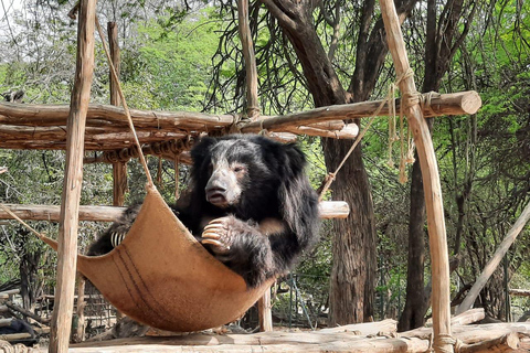 From Delhi: Same-Day Wildlife Safari at Sriska and Jhalna Tour with Transportation and Guide only