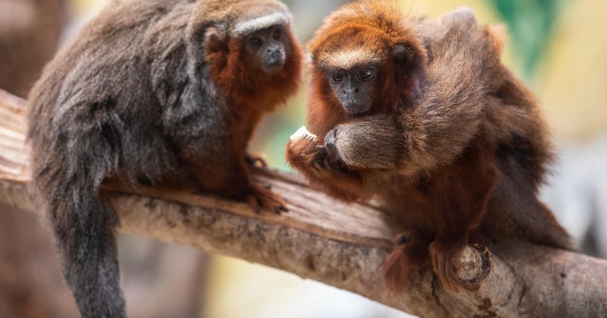 Iquitos Full day monkey island tour GetYourGuide