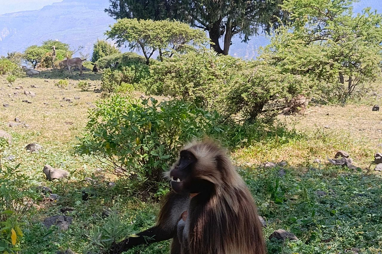 Von Addis Abeba nach Awash: 3-tägige Safari und Naturerlebnis
