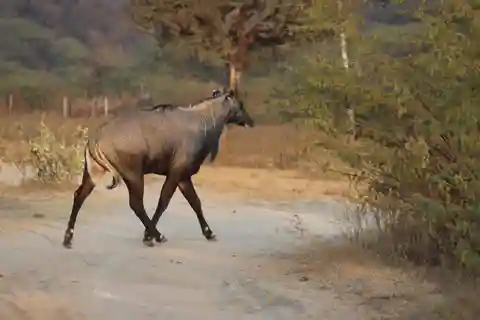 Jaipur : Visite à pied des villages locaux avec prise en charge à l'hôtel