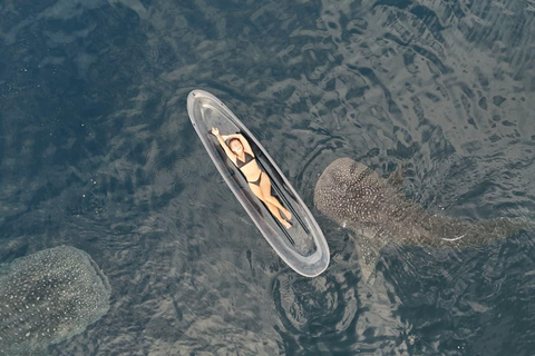 Explore Sumbawa: Whale Shark One Day Tour Package in Sumbawa