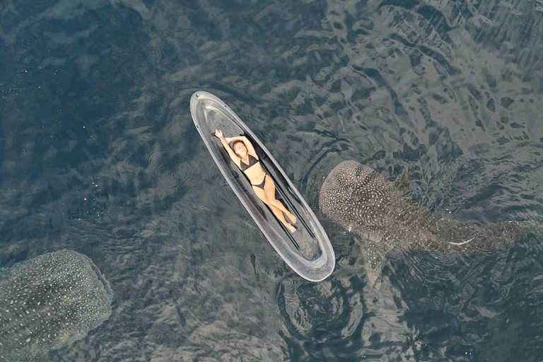 Explore Sumbawa: Whale Shark One Day Tour Package in Sumbawa