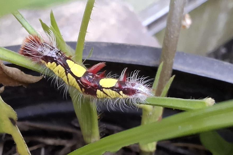 Boquete Butterfly House: Panama's Largest Butterfly Exhibit
