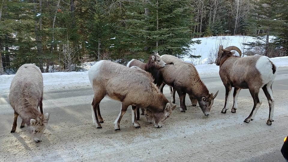 Day Canadian Rockies Explorer Private Tour Getyourguide