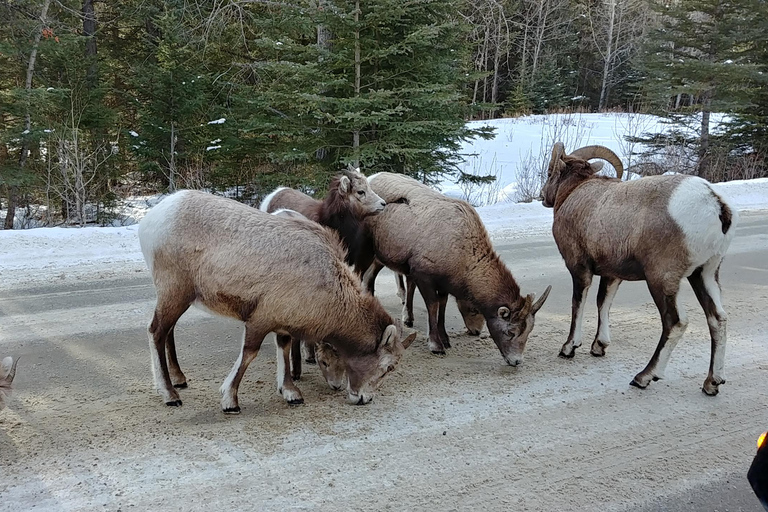 6 Day Canadian Rockies Explorer Private Tour