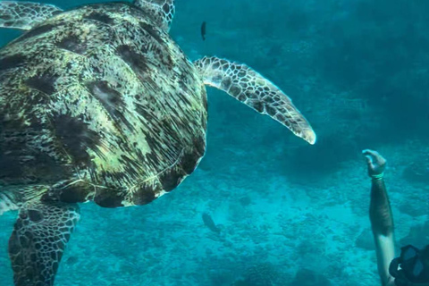 Similan Catamaran Small Group Day Tour From Phuket/Khao Lak