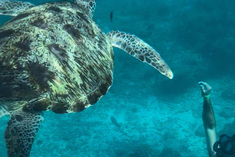 Similan Catamaran Small Group Day Tour From Phuket/Khao Lak