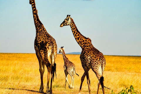 Nairobi: Masai Mara National Reserve Full-Day Safari