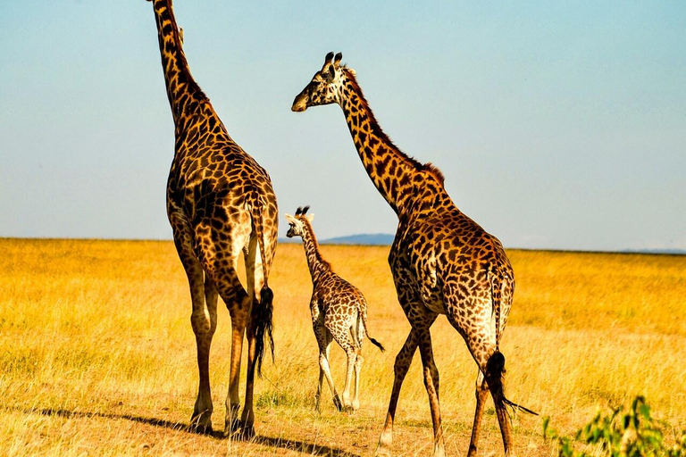 Nairobi: Masai Mara National Reserve Full-Day Safari