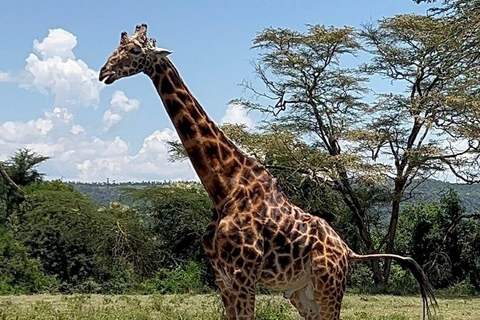 Nairobi: Lake Nakuru National Park and Lake Naivasha Tour