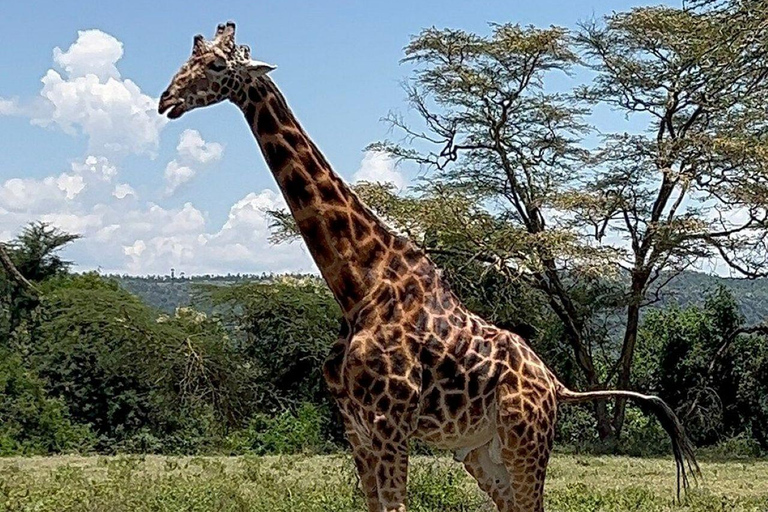 Nairobi: Lake Nakuru National Park and Lake Naivasha Tour