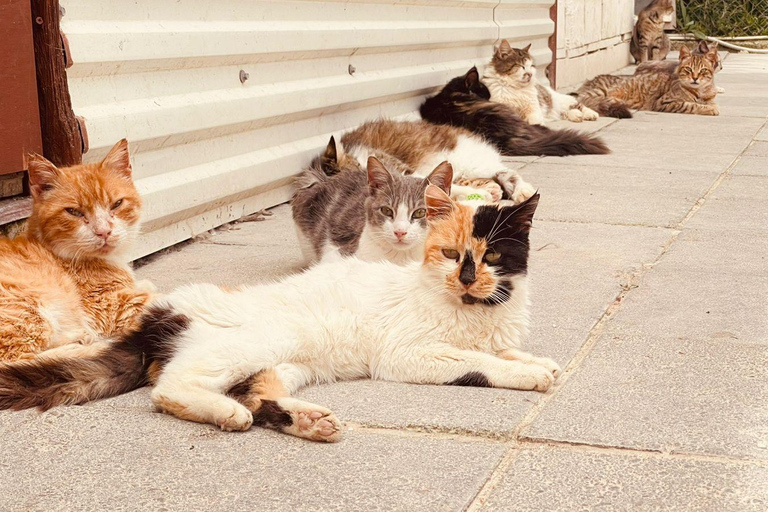 Cats, Caves Coastal Adventures Tour- Paphos Kids Attractions