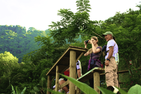 Minca: Birdwatching at sunrise with Jungle Joe