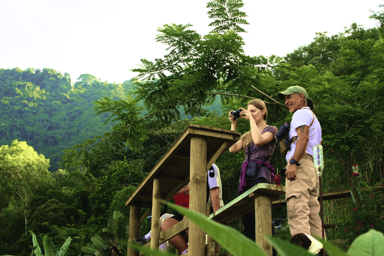 Minca: Birdwatching at sunrise with Jungle Joe