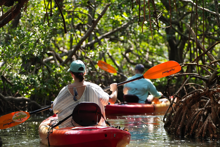 Sarasota: Guided Mangrove Tunnel Kayak Tour Lido Key