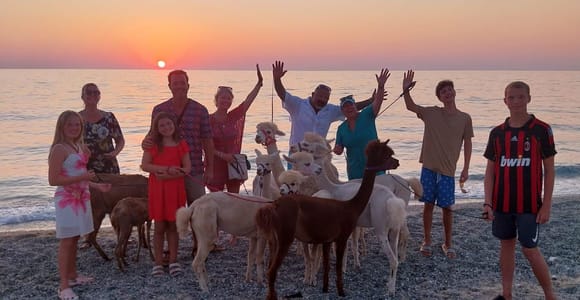 Pizzo: Beach Walk with Alpacas and Optional Swim