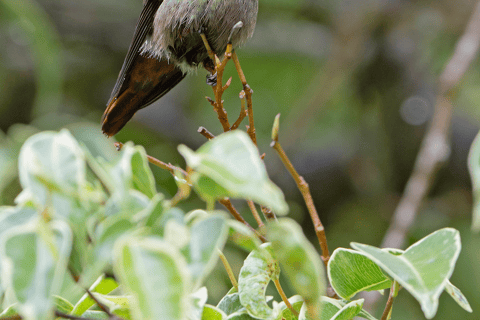 From Cusco: 3-Day Manu National Park Tour