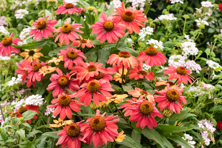 Londres : journée à la découverte des jardins secrets