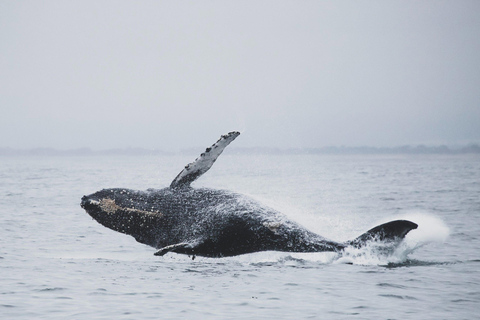 Safari aux baleines à Tromsø avec le MS Gabriele