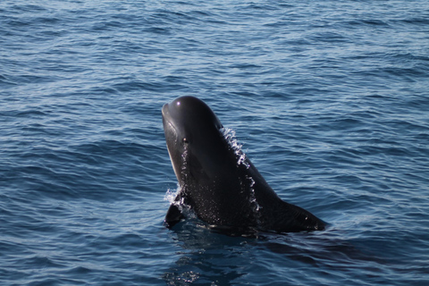 Desde la bahía de Cádiz: excursión para avistar delfines en Tarifa