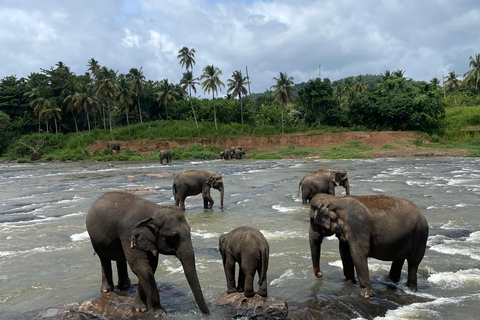 Pinnawala and Kandy Day Tour from Colombo or Negombo Pinna Walla and candy one day tour