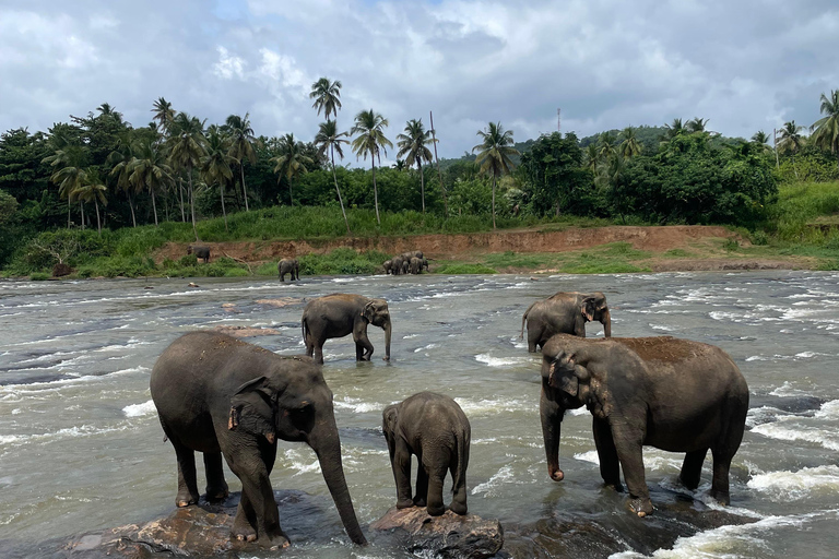 Pinnawala and Kandy Day Tour from Colombo or Negombo Pinna Walla and candy one day tour