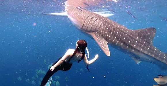 Zanzibar: 2-Day 1 Night Mafia Island Whale Shark by Flight
