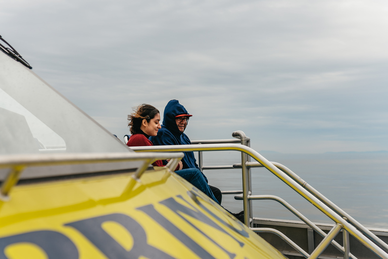 Vancouver: tour de medio día para avistar ballenas