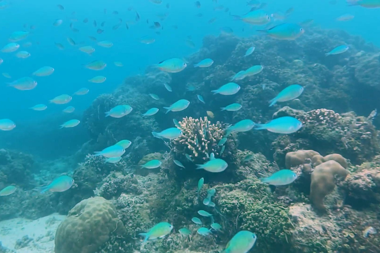 Cebú: avistamiento de tiburones ballena, cataratas Kawasan y snorkel