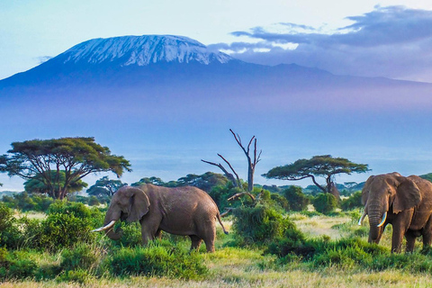 Übernachtung im Amboseli National Park - 2 Tage Safari