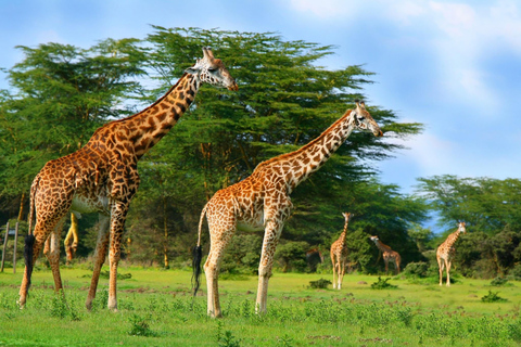 Excursión de un día:Safari a pie por Crescent Island y tour en barco por Naivasha