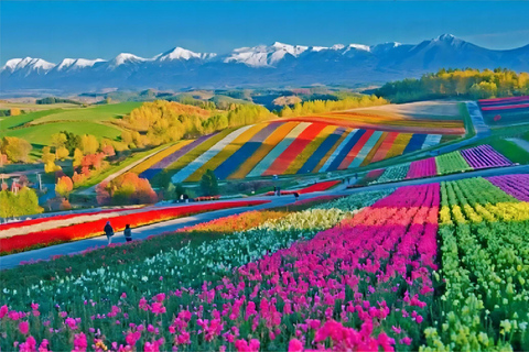 Sapporo: Furano Flower Sea & Biei Blue Pond Tour w/ Pickup 8:00 from Sapparo Sta. | Lunch Buffet + Flower Sea Ticket