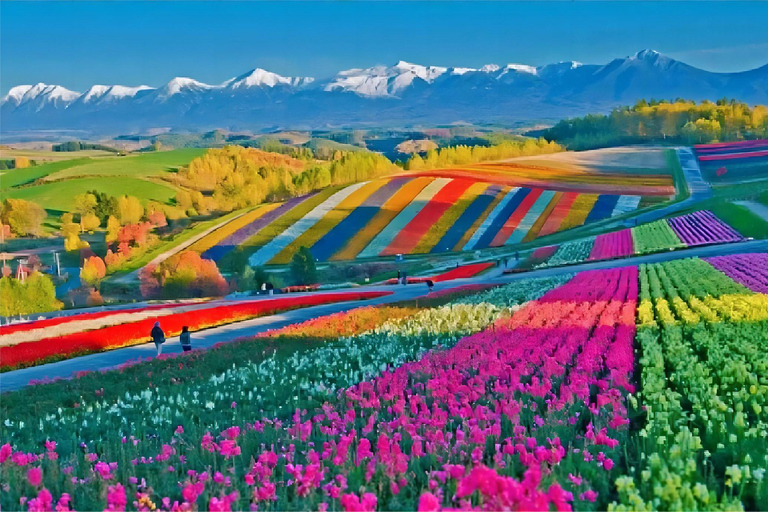 Sapporo: Furano Flower Sea & Biei Blue Pond Tour w/ Pickup 8:00 from Sapparo Sta. | Lunch Buffet + Flower Sea Ticket