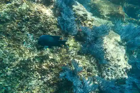 Cabo San Lucas: Snorkeling at Lovers Beach
