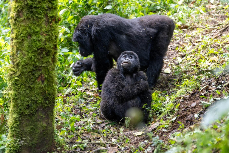 From Kampala/Entebbe: 3-Day Bwindi Gorilla Trekking Safari