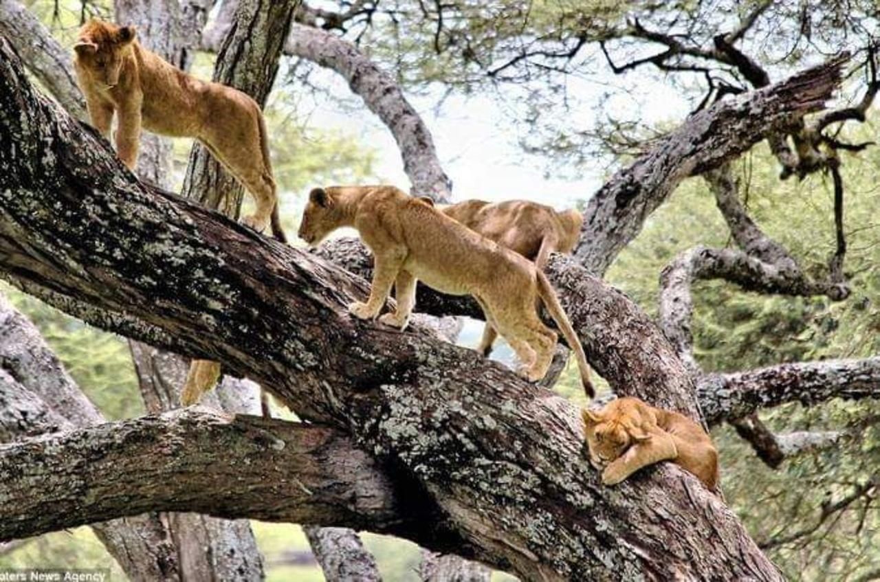 Tansania: 3-tägige Budget Lodge Safari mit Abholung vom Flughafen