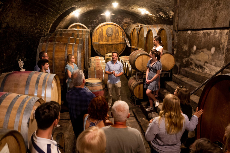 Weinprobe mit Kellerführung und Weinbergsbesichtigung