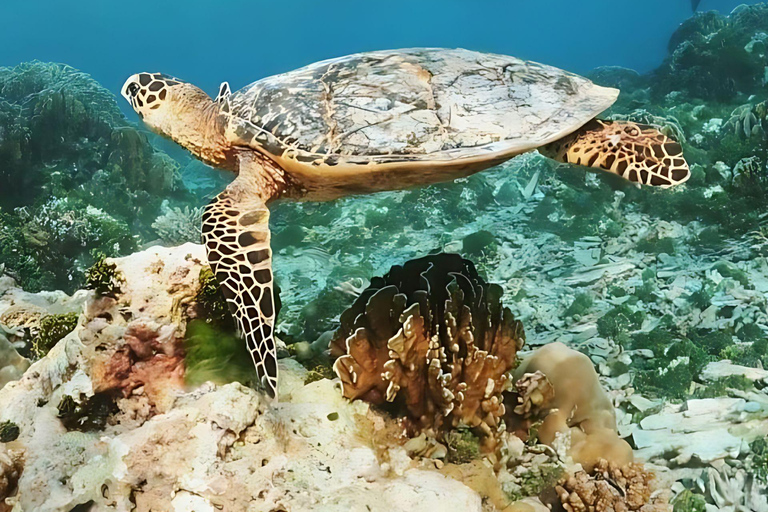 Phuket/Khao Lak: Upptäck Similan Island med 3 måltider