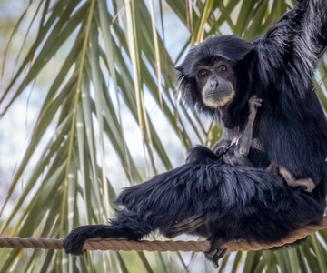 Phoenix Zoo Allmän biljett för en dag