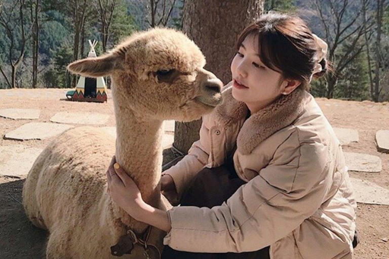 Nami and K-Garden with Opt. Alpaca Winter Tour from Seoul Alpaca Group Tour, meet at Hongdae