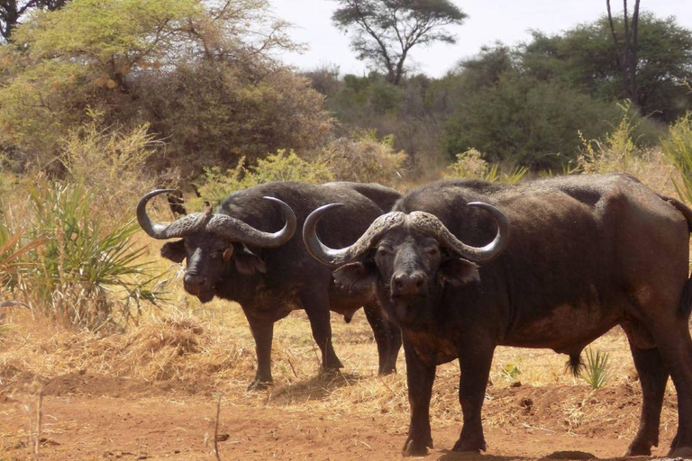 Nairobi: Half Day guided tour to Nairobi National Park